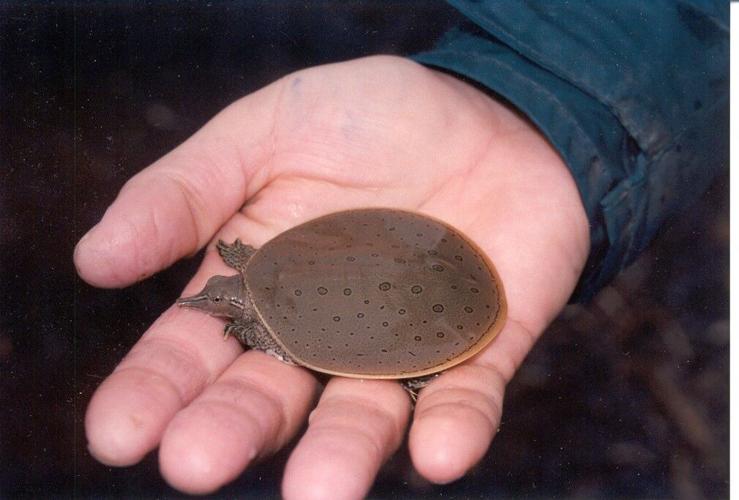 COMM_VTF&W_spiny softshell turtle.jpg