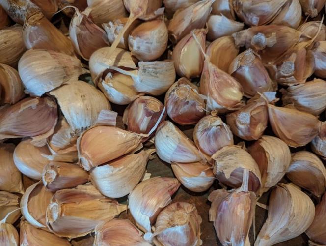 MAG_UVMExt_garliccloves (1).jpg