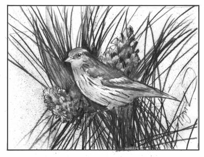 MAG_TOS_PineSiskin.jpeg