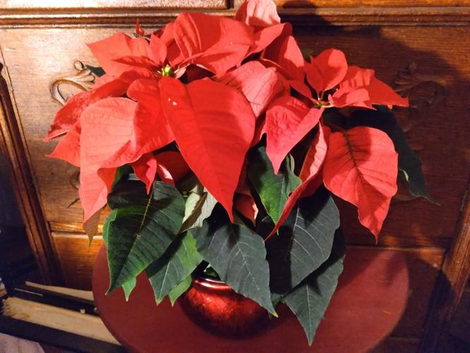 MAG_UVMExt_poinsettia (1).jpg