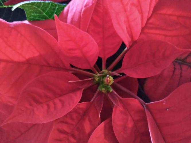 MAG_UVMExt_poinsettiaflower.jpg