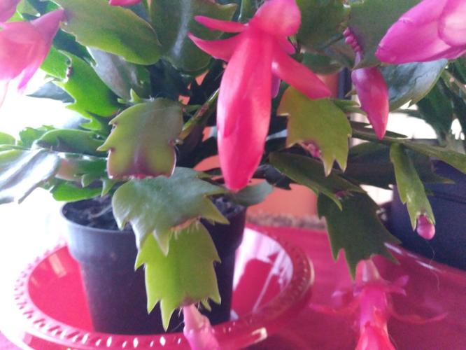 MAG_UVMExt_Thanksgiving cactus .jpg