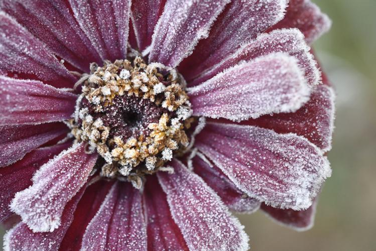 JEB POY Frost flowers.jpg