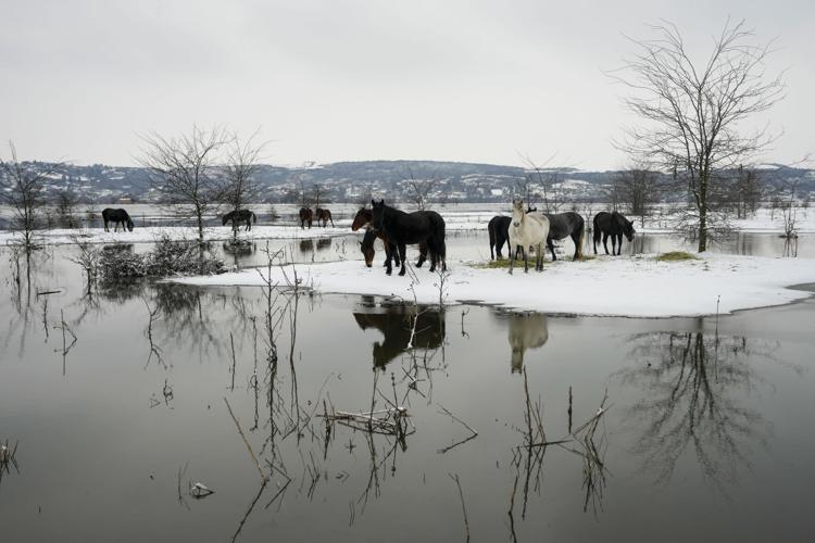 APTOPIX Serbia Stranded Animals