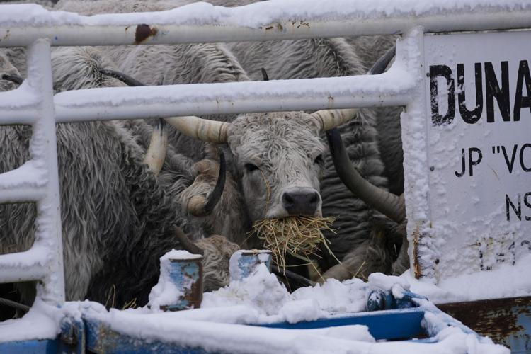 Serbia Stranded Animals