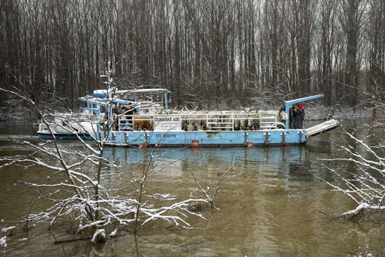 Serbia Stranded Animals