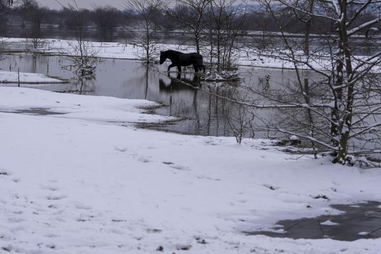 Serbia Stranded Animals