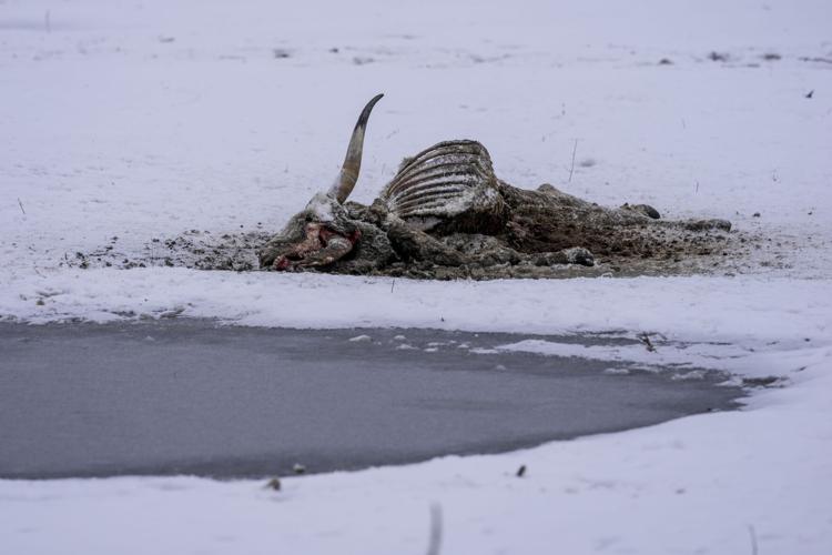 Serbia Stranded Animals