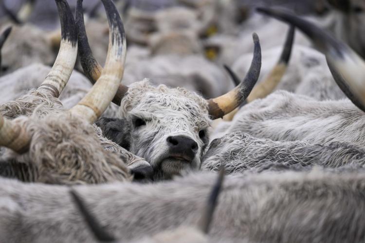 Serbia Stranded Animals